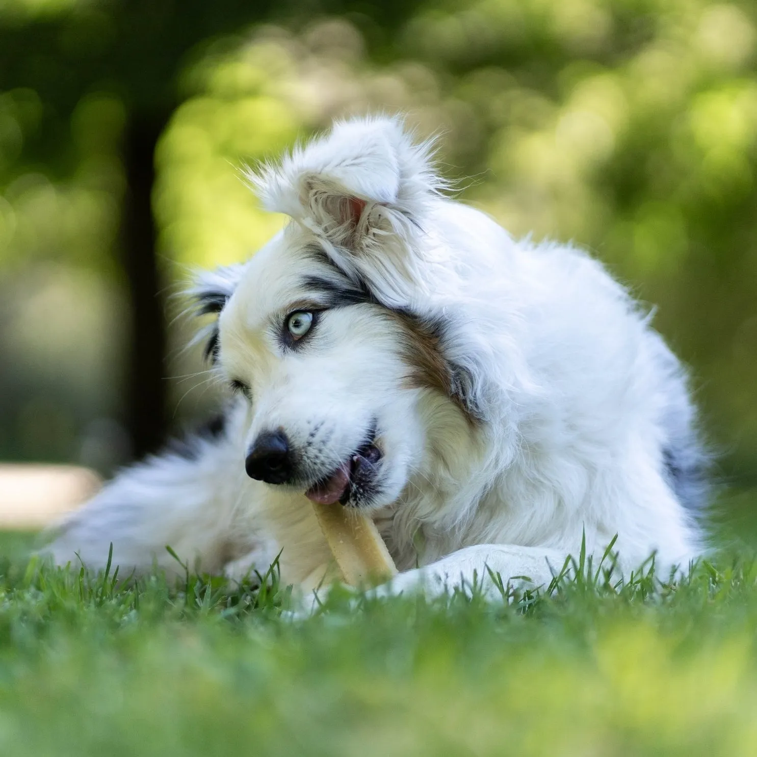 Pala Cheese Bone for Dogs