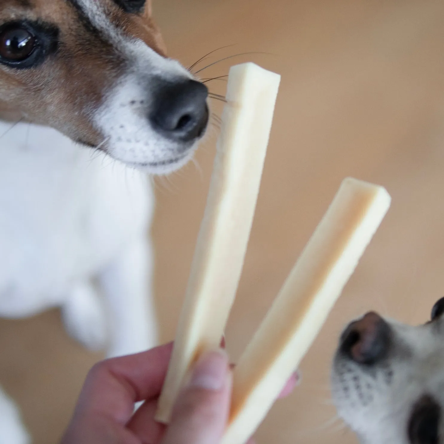 Pala Cheese Bone for Dogs