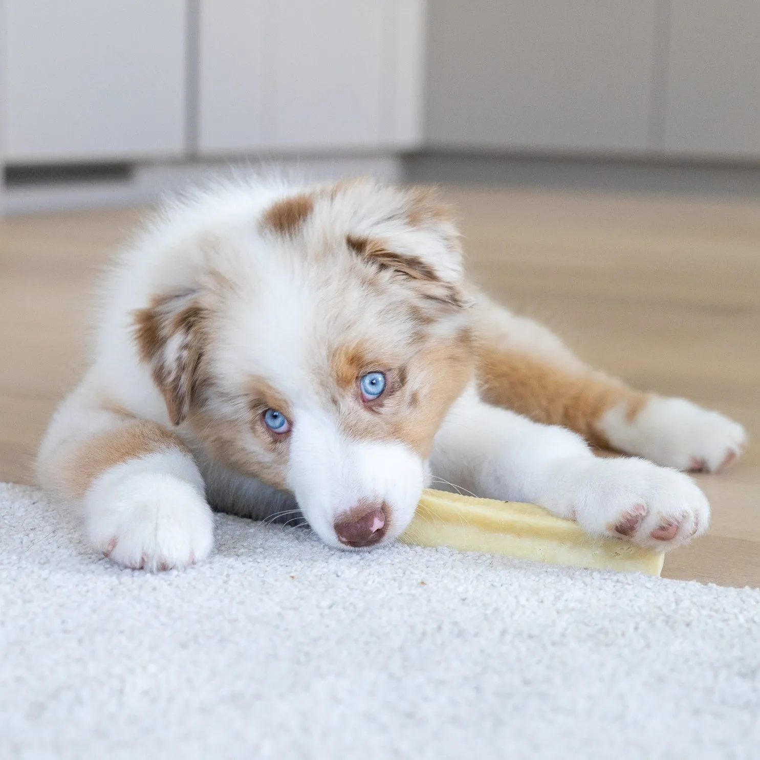 Pala Cheese Bone for Dogs