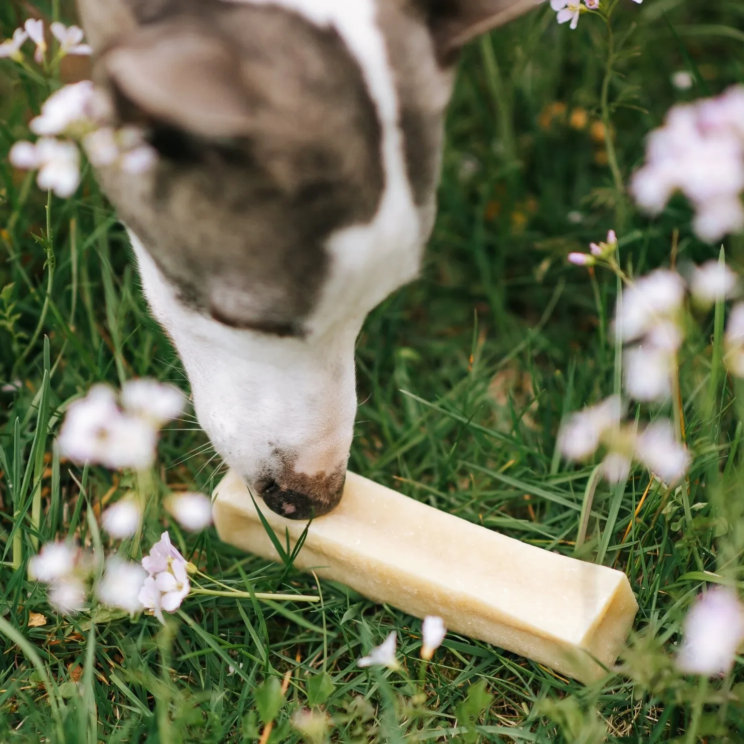 Pala Cheese Bone for Dogs