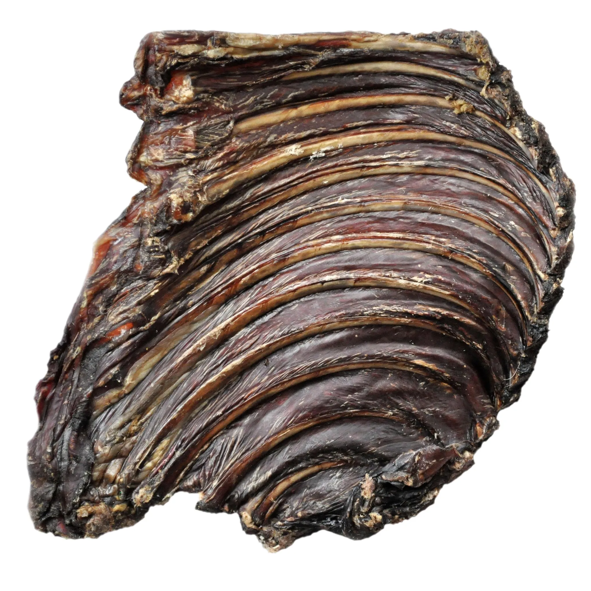 WAG Dog Treat Kangaroo Rib Rack